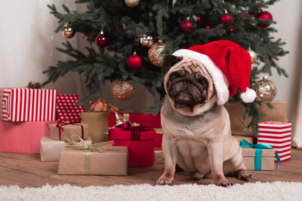 The Countdown to SMUG’s Christmas Collection is Finally Over!